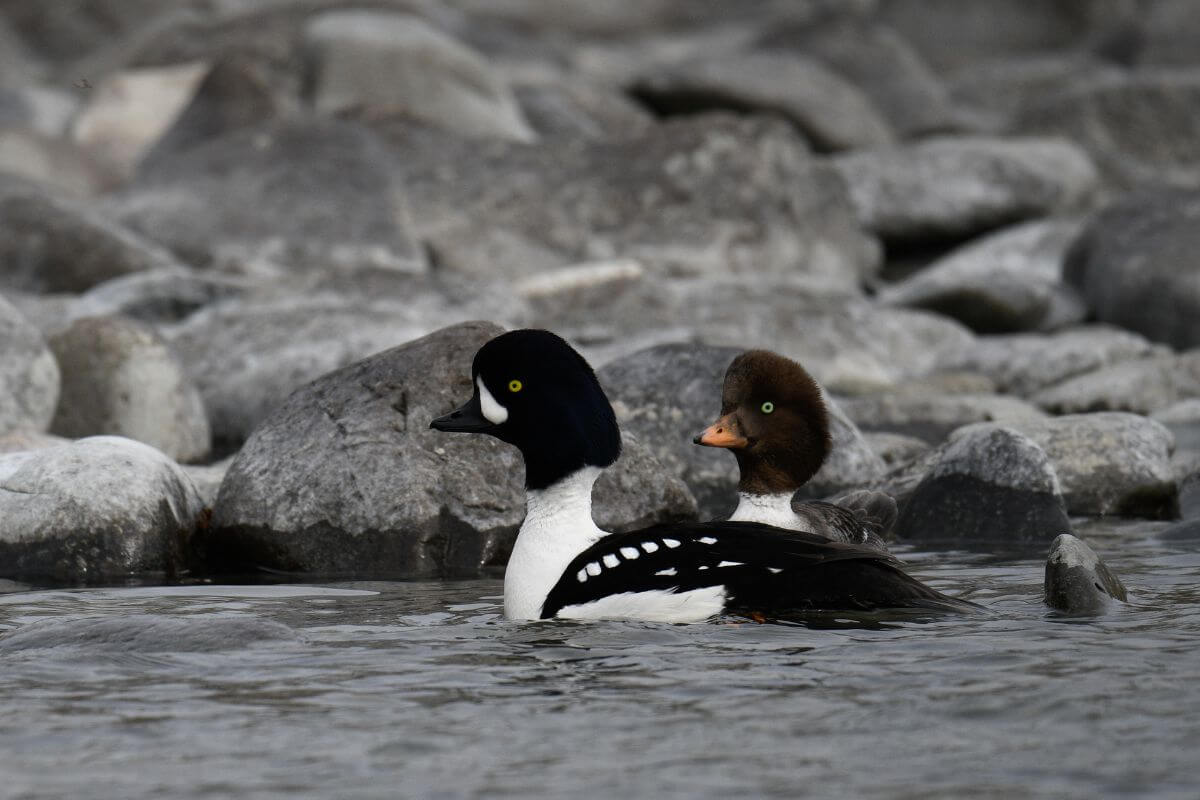 Male and female barrow's goldeneye ducks swimming together in calm waters in Montana.