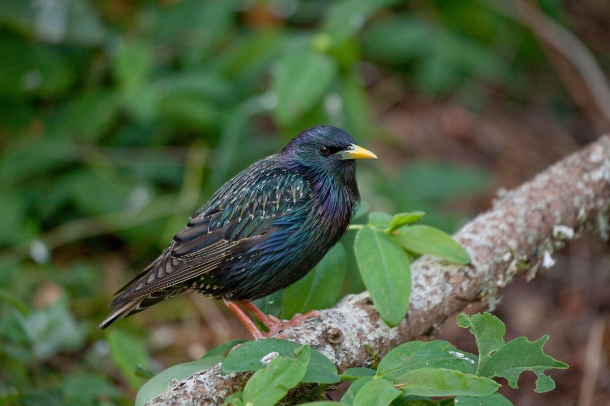 A European starling perched on a branch in the Montana woodlands.