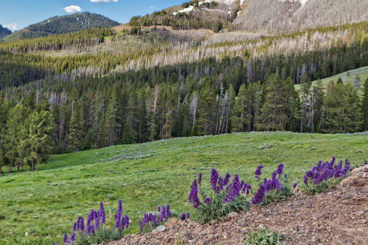 A grassy field with purple flowers and mountains in the background in Montana.