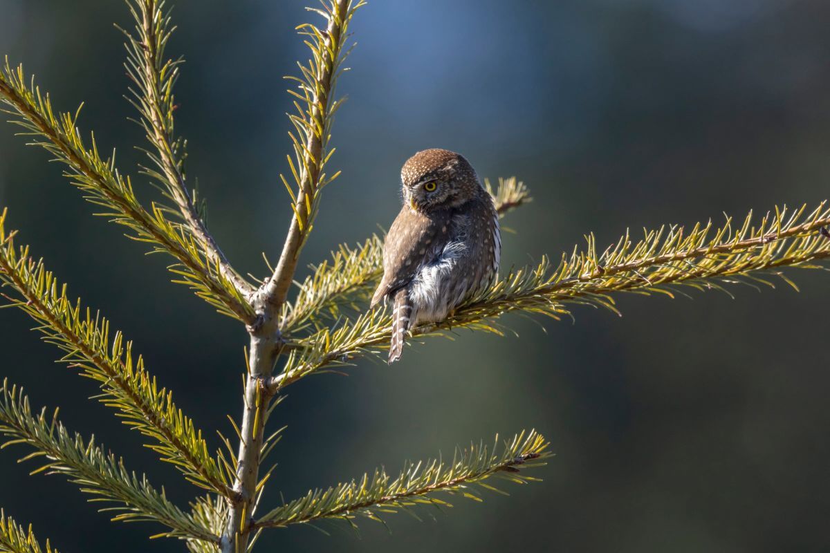 A northern pygmy owl perched on a branch of a fir tree.