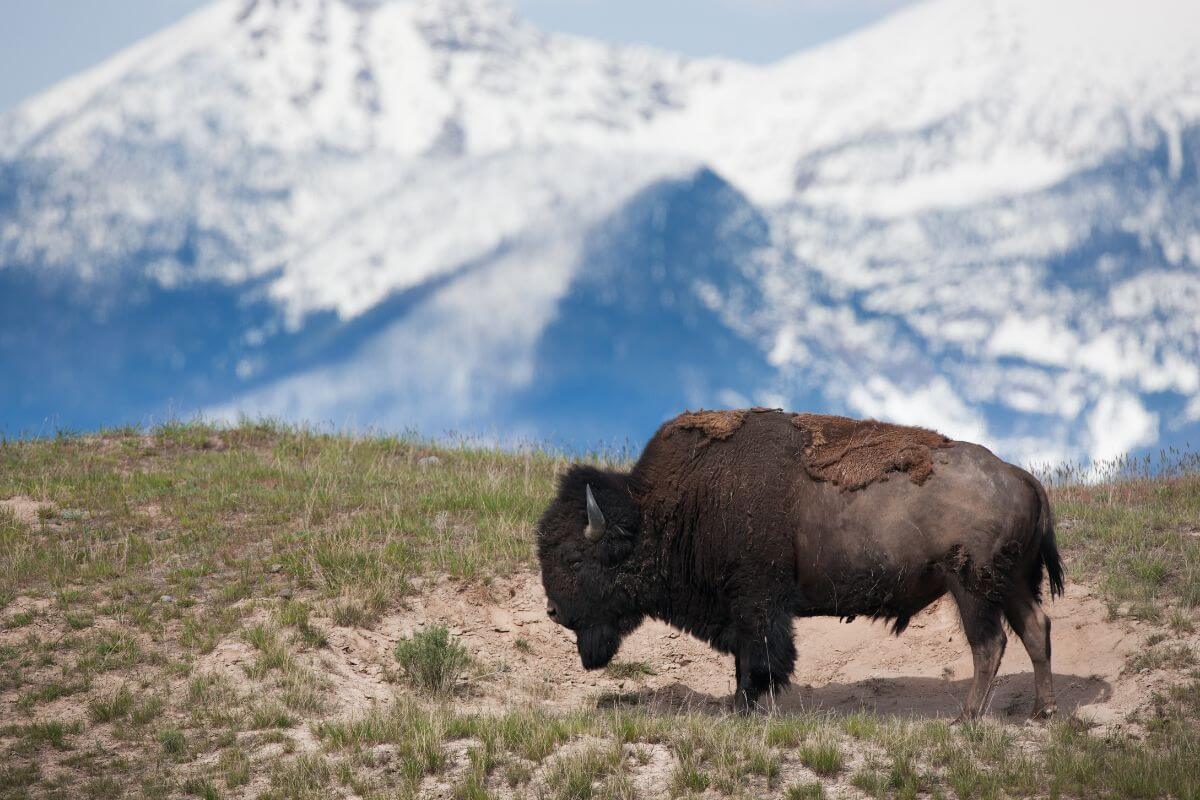 A lone bison grazing in Montana