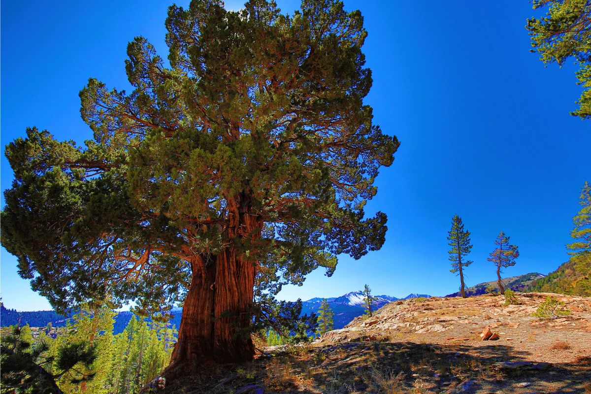 A majestic Mountain Hemlock tree stands tall amid a rocky area in Montana.