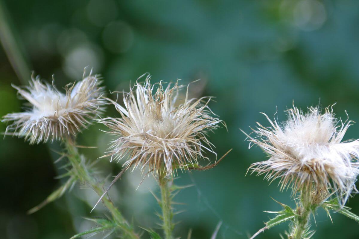 A close up of three thistle plants in Montana.