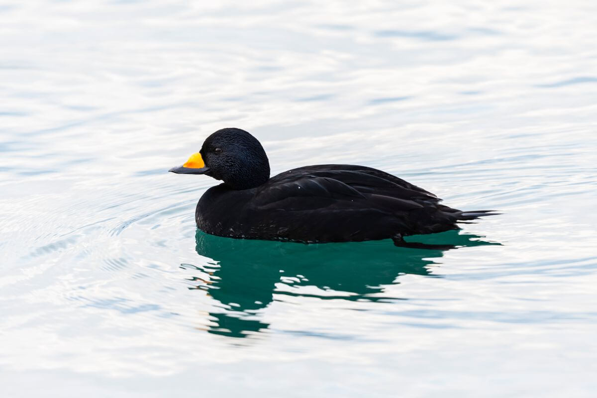 A black scoter duck with a bright orange bill floating on a calm, reflective water surface.