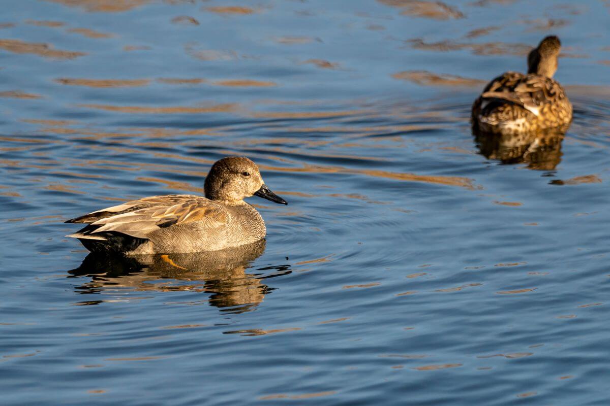 Two gadwall ducks swimming in the calm waters of a Montana lake.