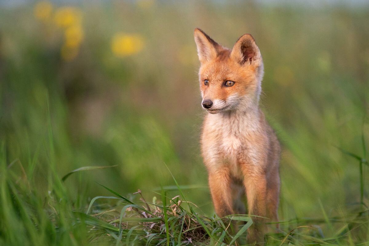 A close-up of a red fox cub standing on the grass.