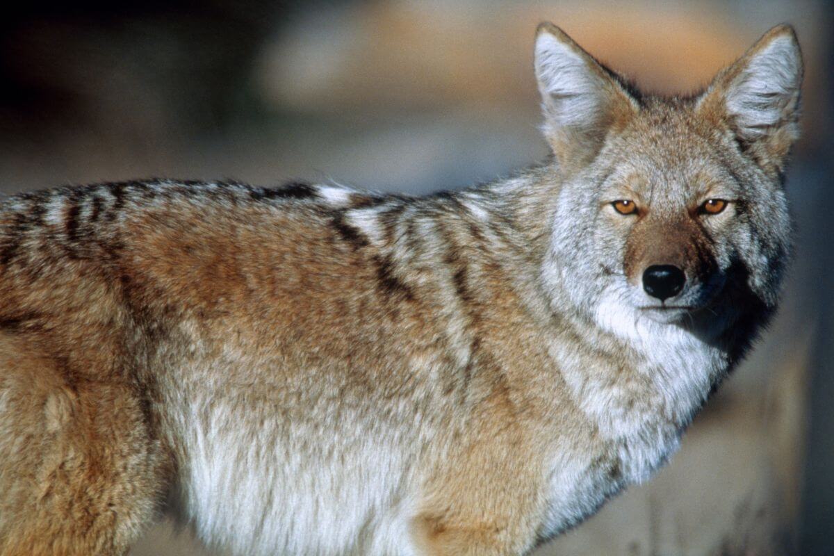 A close-up of a coyote, one of the predatory animals allowed to hunt anytime according to Montana hunting regulations.