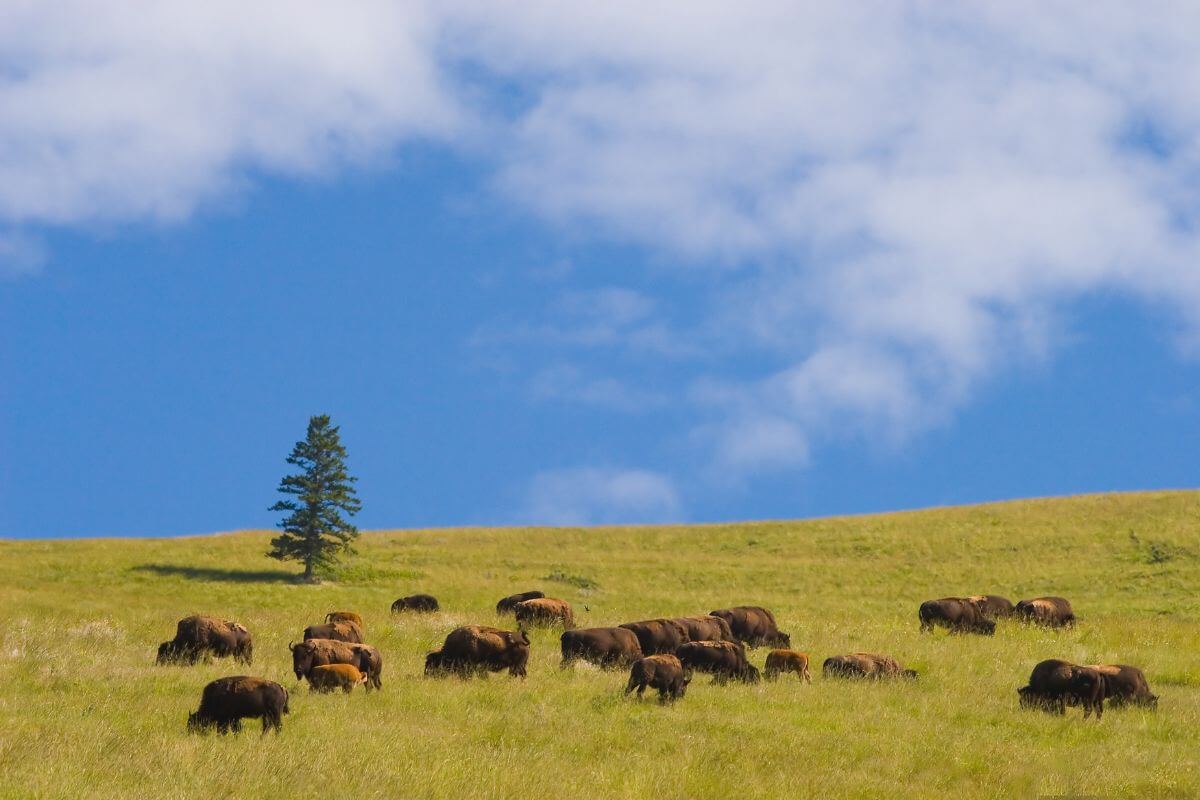 A herd of bison peacefully grazing in a grassy field at the Bison Range, Montana.