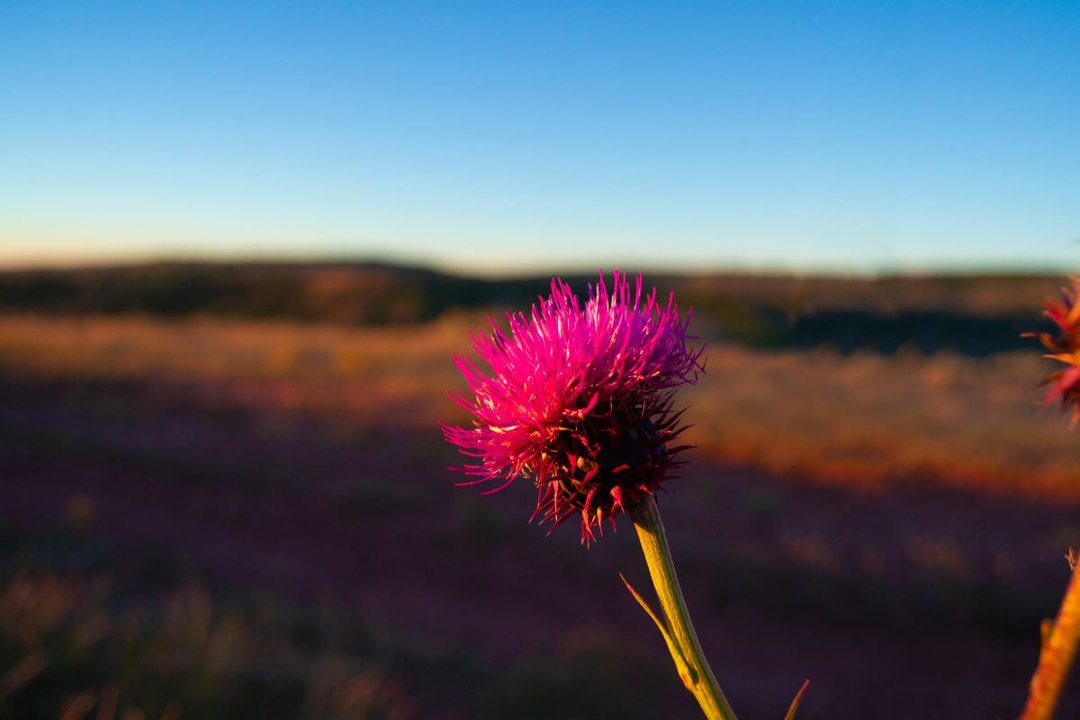 A close up of a fushia pink thistle flower in Montana.