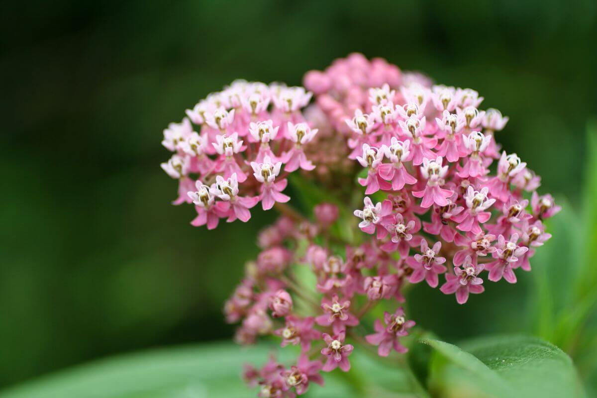 A cluster of Swamp Milkweed flowers in various pink shades viewed from up close.