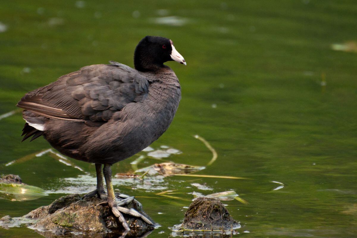 An American coot is perched on a rock in a green pond in Montana.