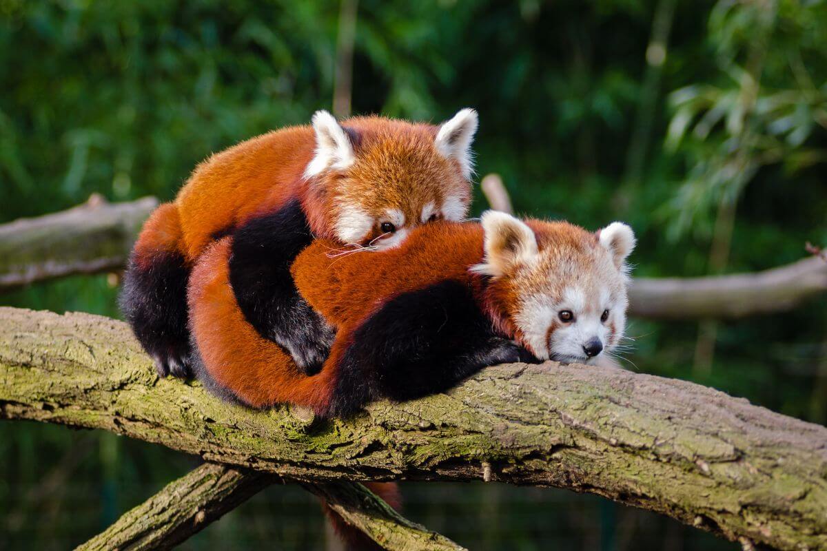 Two red panda cubs sit on a branch in their ZooMontana enclosure
