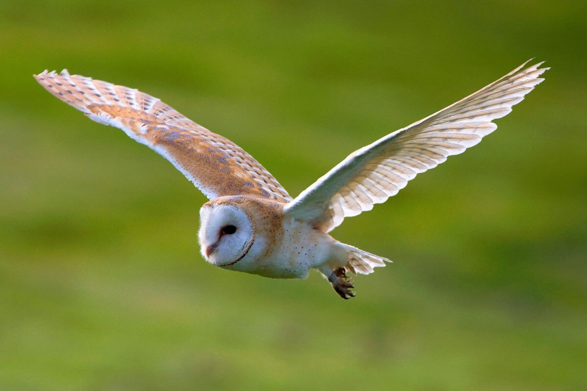 A barn owl in flight with its wings fully extended.