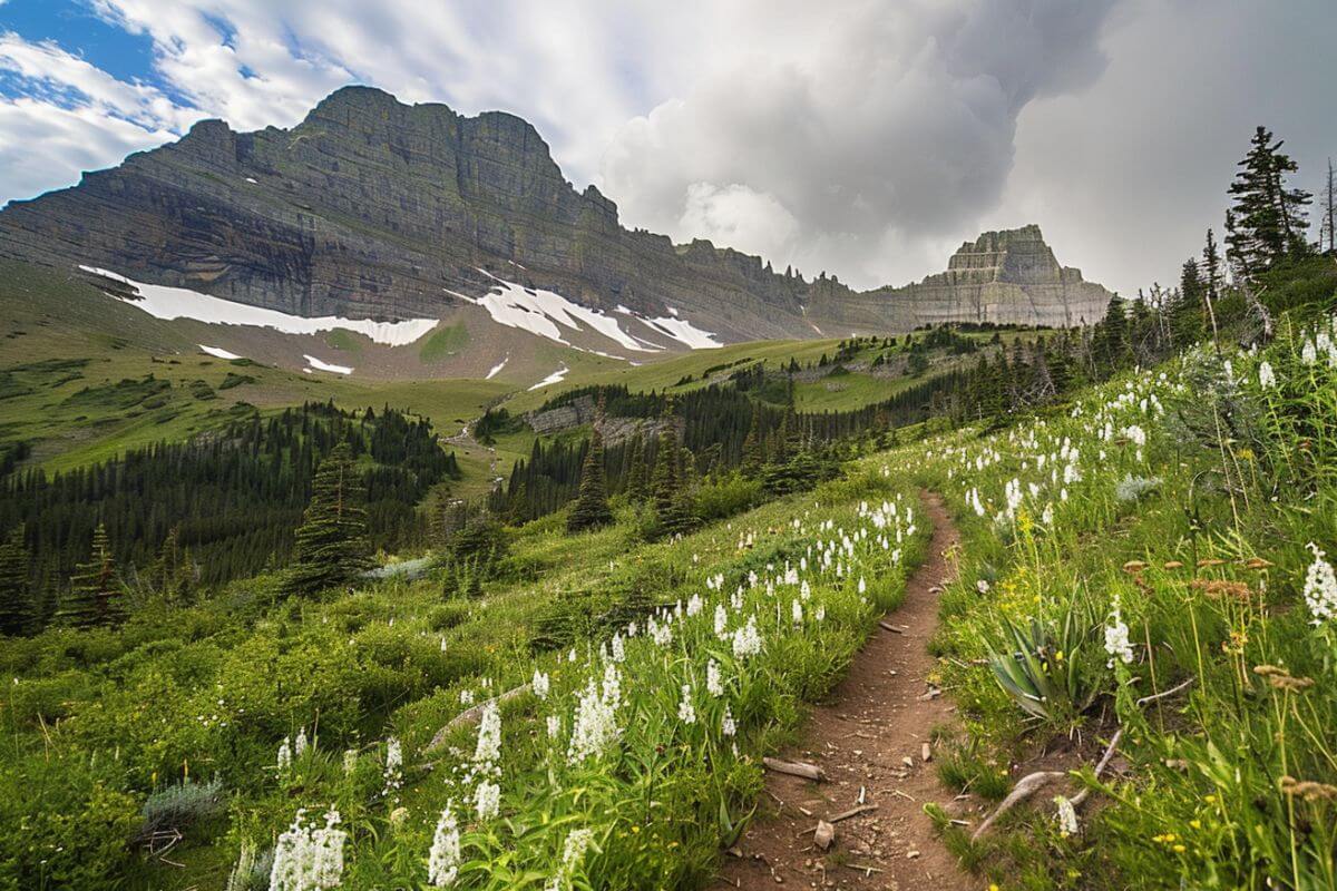 Bear Mountain Trail with white wildflowers in bloom with patches of snow under a partly cloudy sky in Montana.