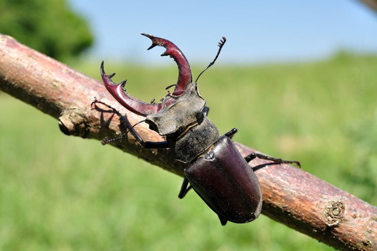 A common black beetle from Montana is sitting on a branch.