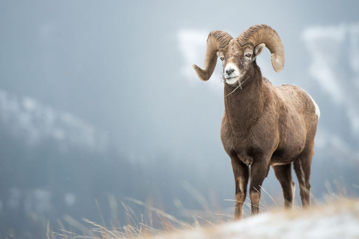 A male bighorn sheep with massive curved horns stands majestically on a grassy hill in Montana