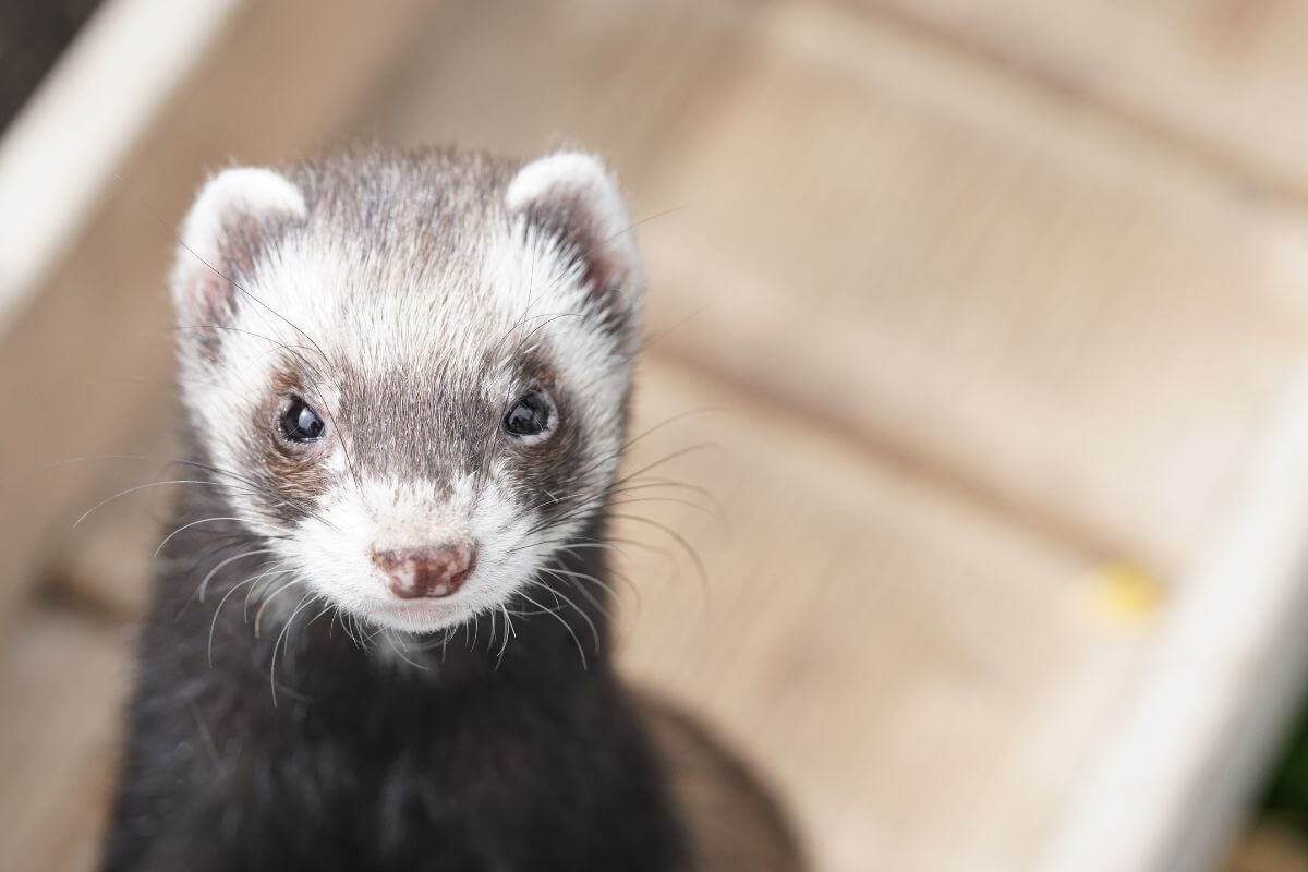Close-up of a Black-Footed Ferret, a Montana endangered species, with a curious expression.