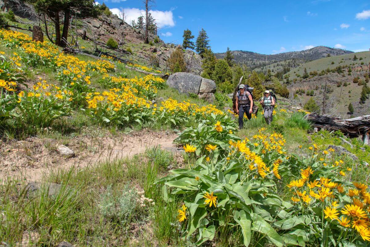Two hikers walk the Blacktail Deer Creek Trailhead surrounded by beautiful yellow wildflowers.