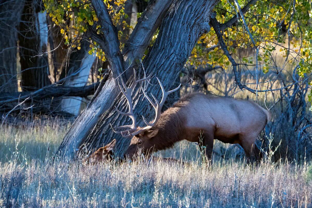 A large elk with impressive antlers grazes under trees at Charles M. Russell National Wildlife Refuge in Montana.
