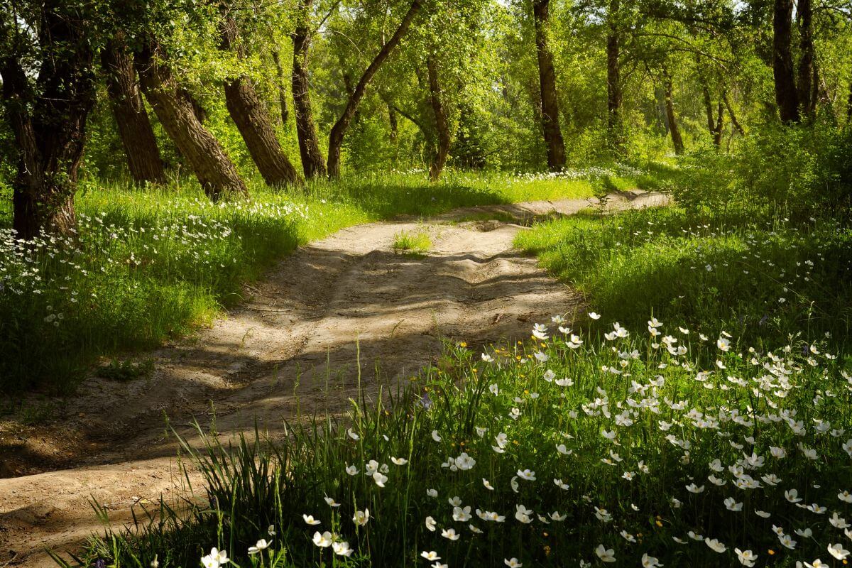 A peaceful path through the woods leading to Morrell Falls bordered by white wildflowers