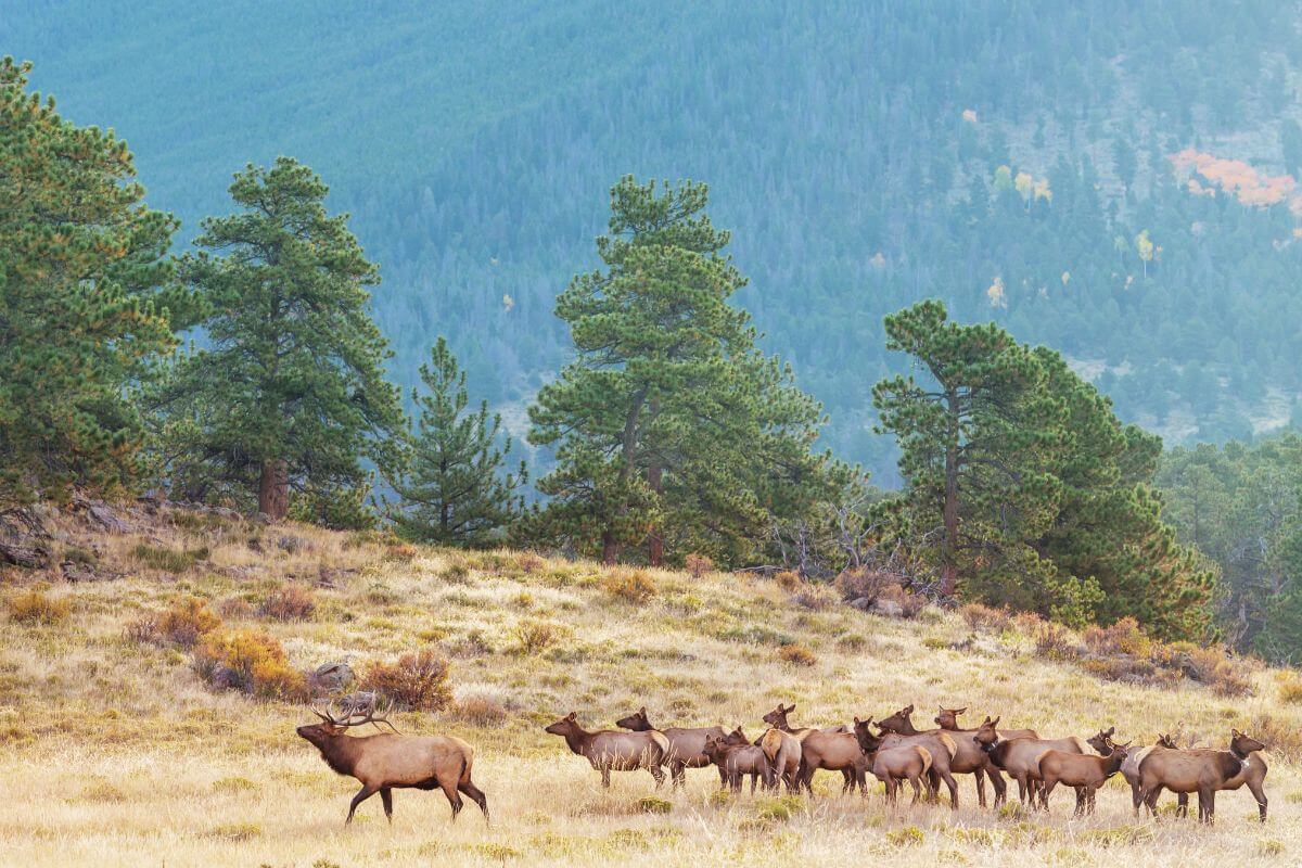 A herd of elk grazing in a grassy meadow at the edge of a pine forest in Montana.