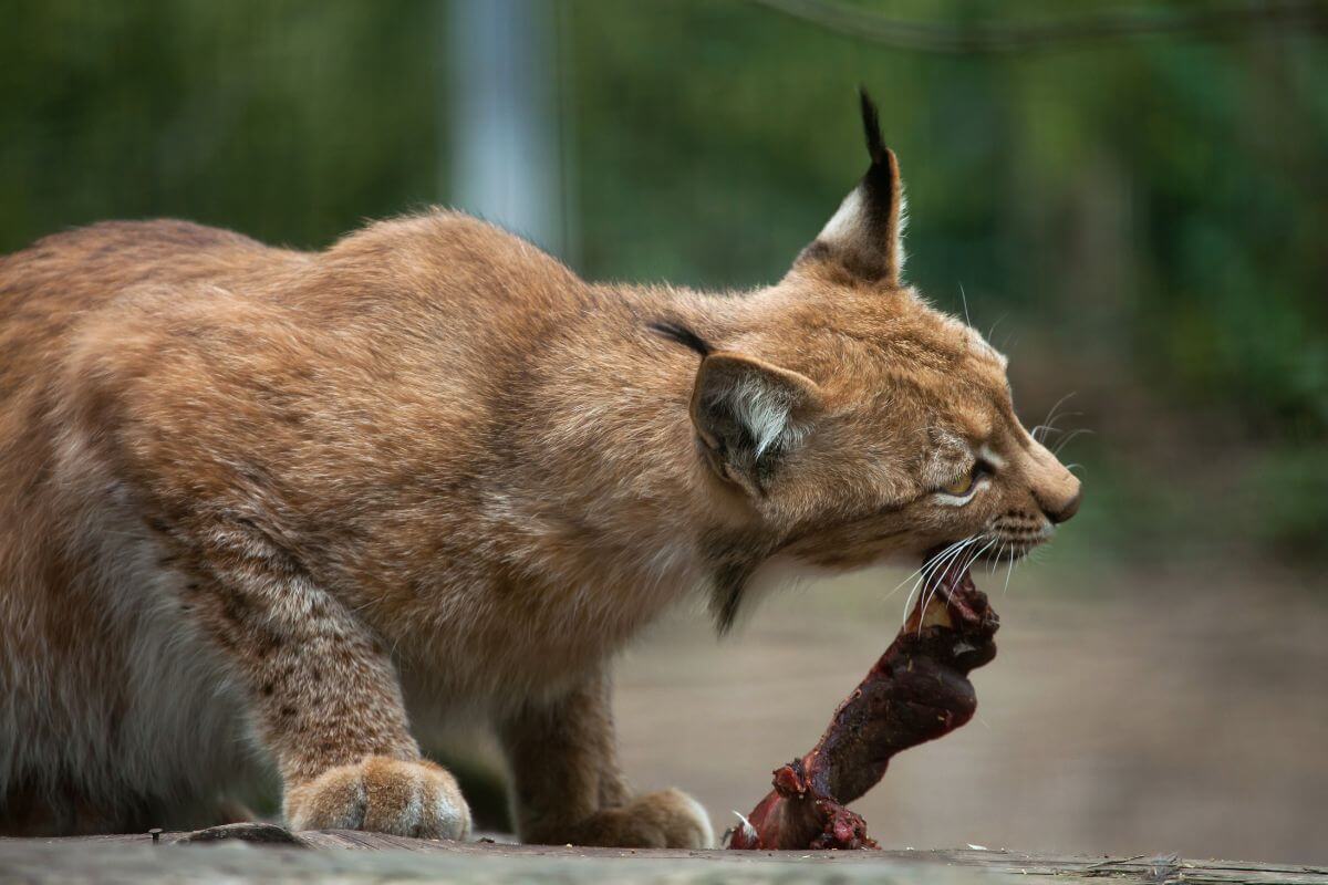 A Canada Lynx crouches while attentively eating a piece of raw meat on a wooden platform in Montana.