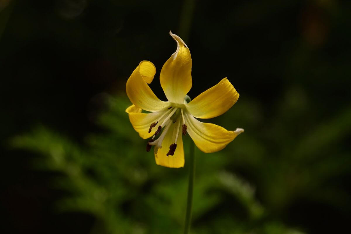A view of a lone Glacier Lily up close in Montana's mountain meadows