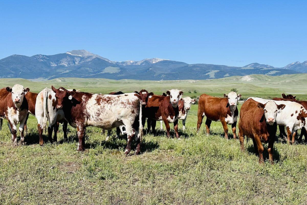 A group of brown and white cows stand on a grassy plain at Grant-Kohrs Ranch. Green hills and mountains stretch in the background under a clear blue sky.