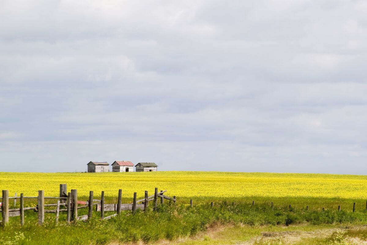 A yellow field in Montana.