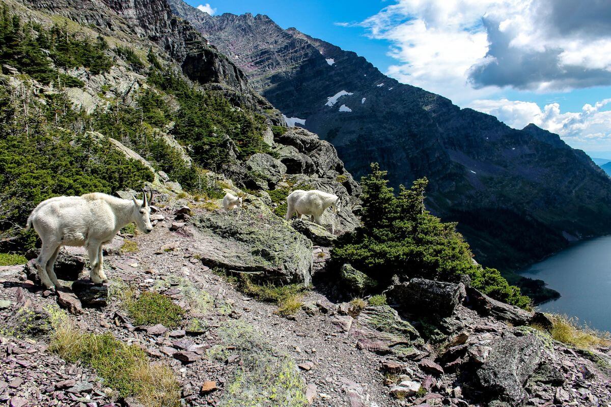Three mountain goats walk along the rocky path of Gunsight Pass Trail with one goat in the foreground and two others further back.
