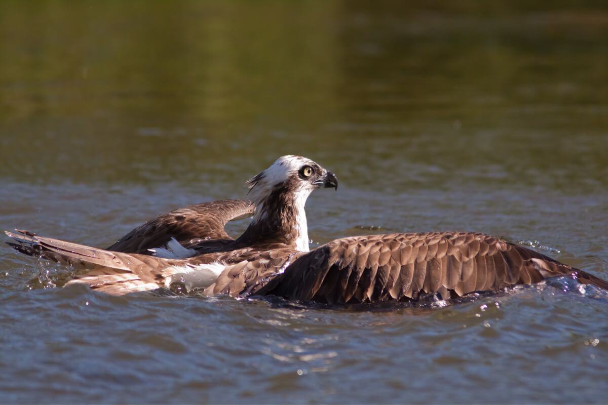 An osprey afloat on a river in Montana, with its wings spread wide.