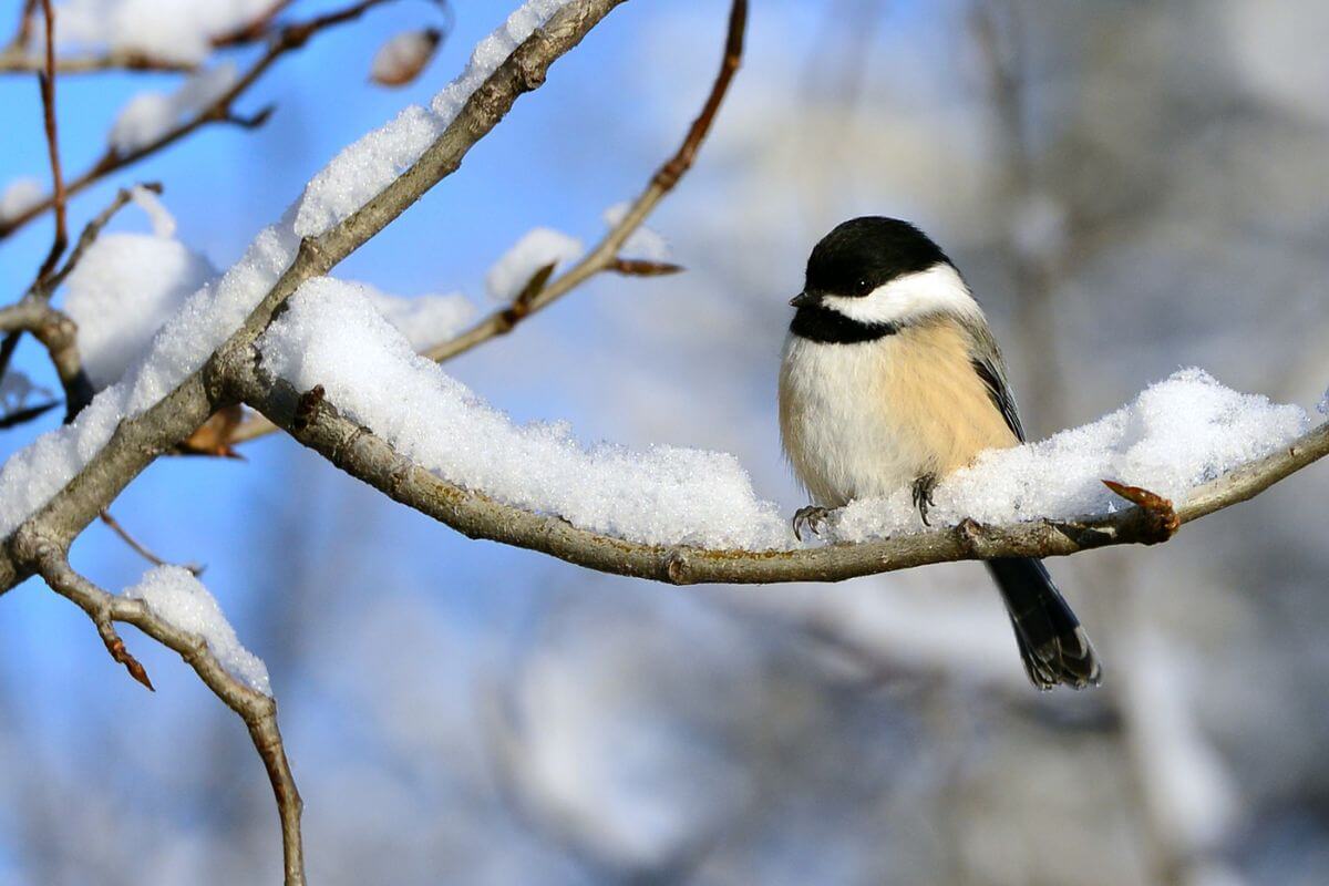 A black-capped chikadee, one of the Montana winter birds, sits on a snow-covered branch.