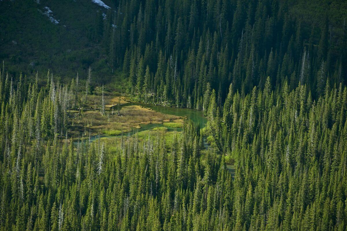 An aerial view of a forest with trees overlooking a serene lake in Montana