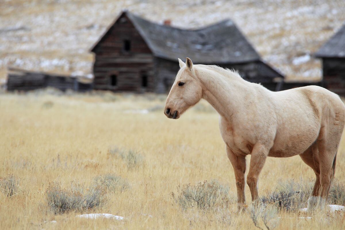 A horse standing in a homestead field