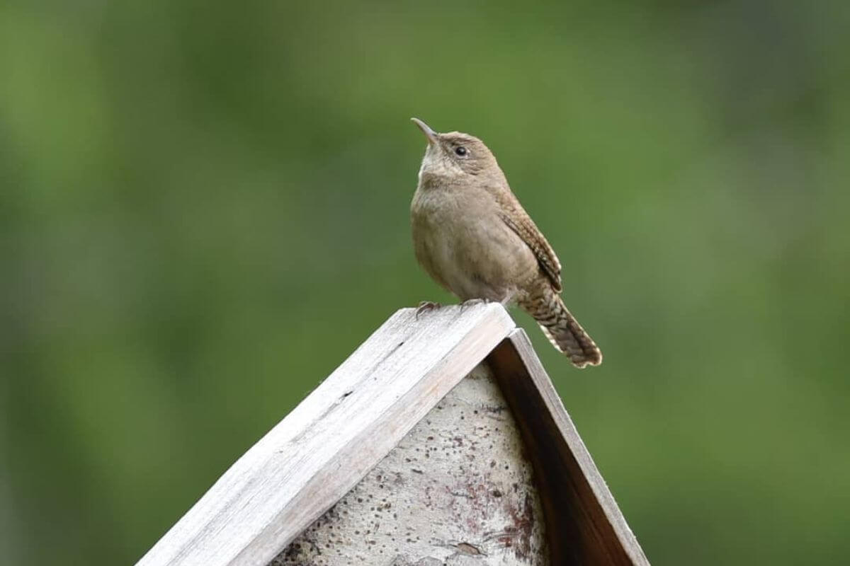 A small brown bird perched atop a wooden birdhouse roof during Montana birding tours with Kaiyote Tours.