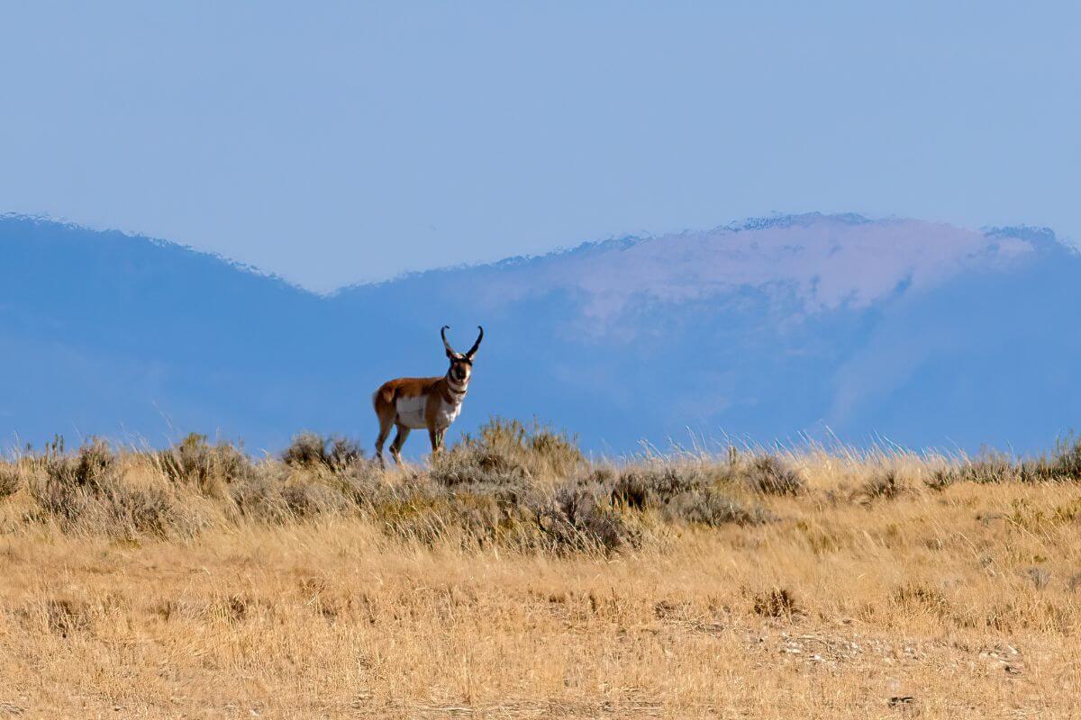 A lone antelope spotted in the middle of dry grassy field during antelope hunting season in Montana