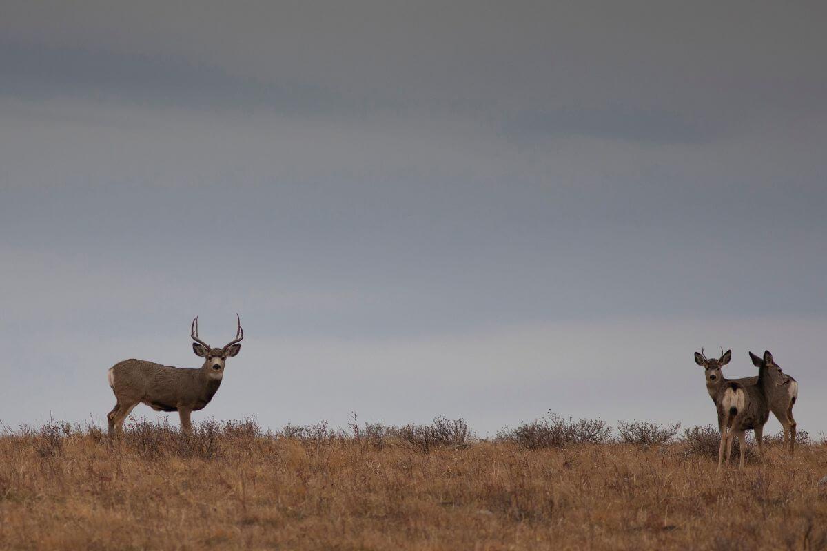 A mule deer buck and two does pictured on a Montana field on a gloomy day