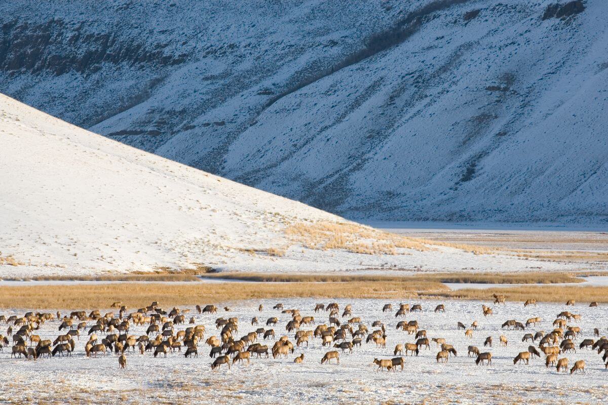 A herd of Montana elk grazes in a snowy valley surrounded by steep hillsides.