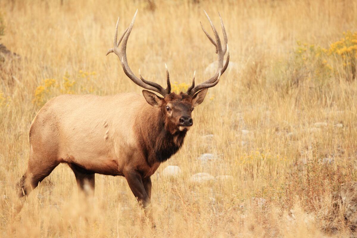 An antlered bull elk stands alert to the presence of hunters in a field in Montana.