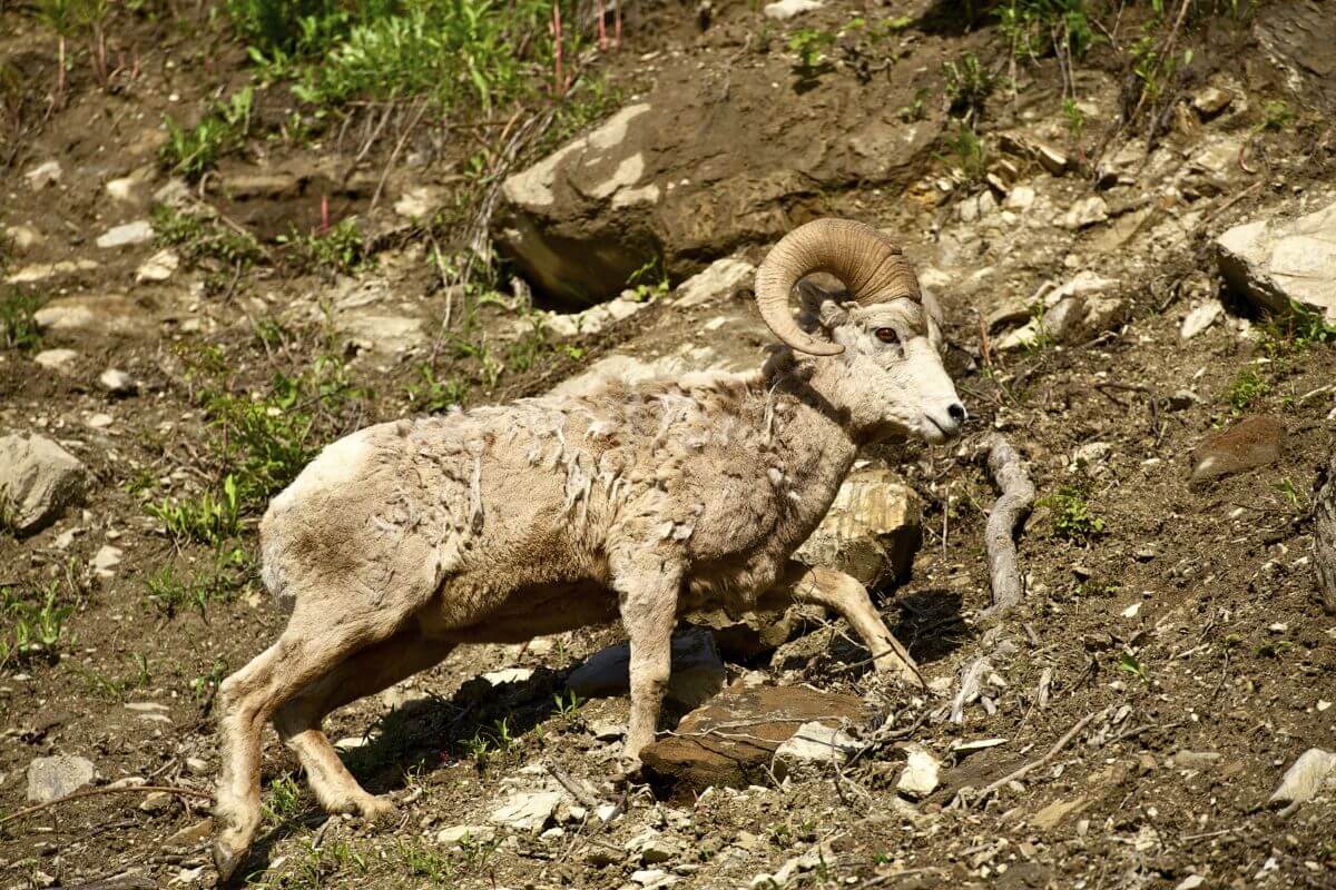 A large bighorn sheep is navigating a rocky hillside in Montana.