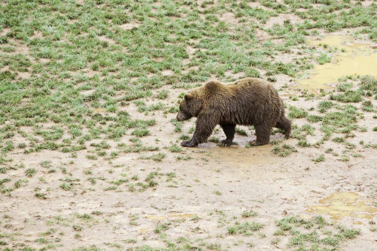 A solitary Montana brown bear walking across a grassy field with patches of mud and puddles.