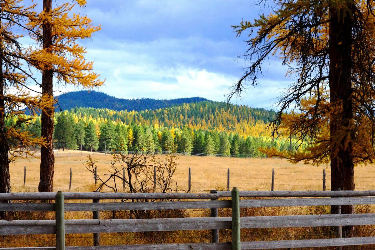 A fence with trees and mountains in the background in Montana