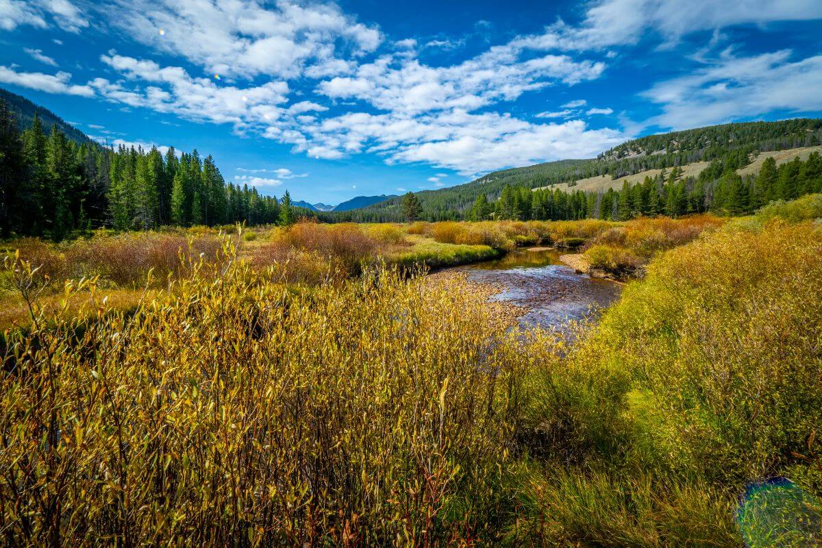 A stream flows through an undergrowth with mountains in the background in Montana.