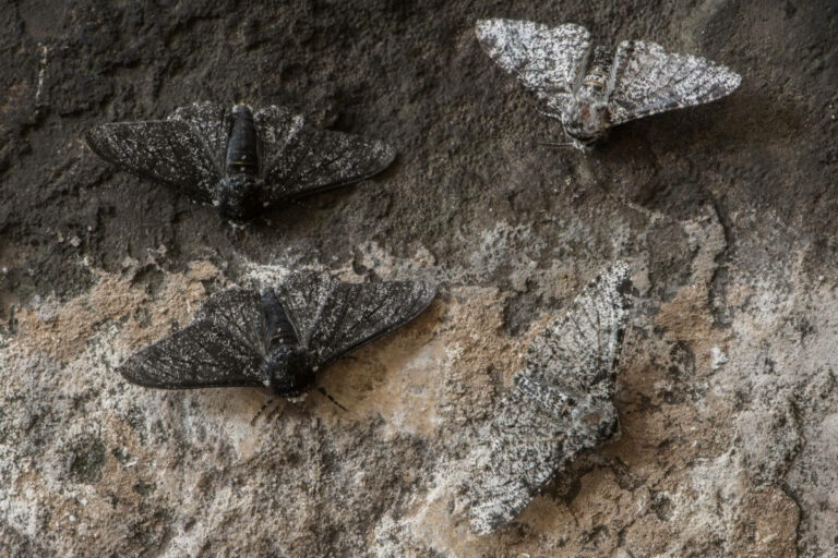 A Comprehensive Guide to Montana Moths - Pocket Montana