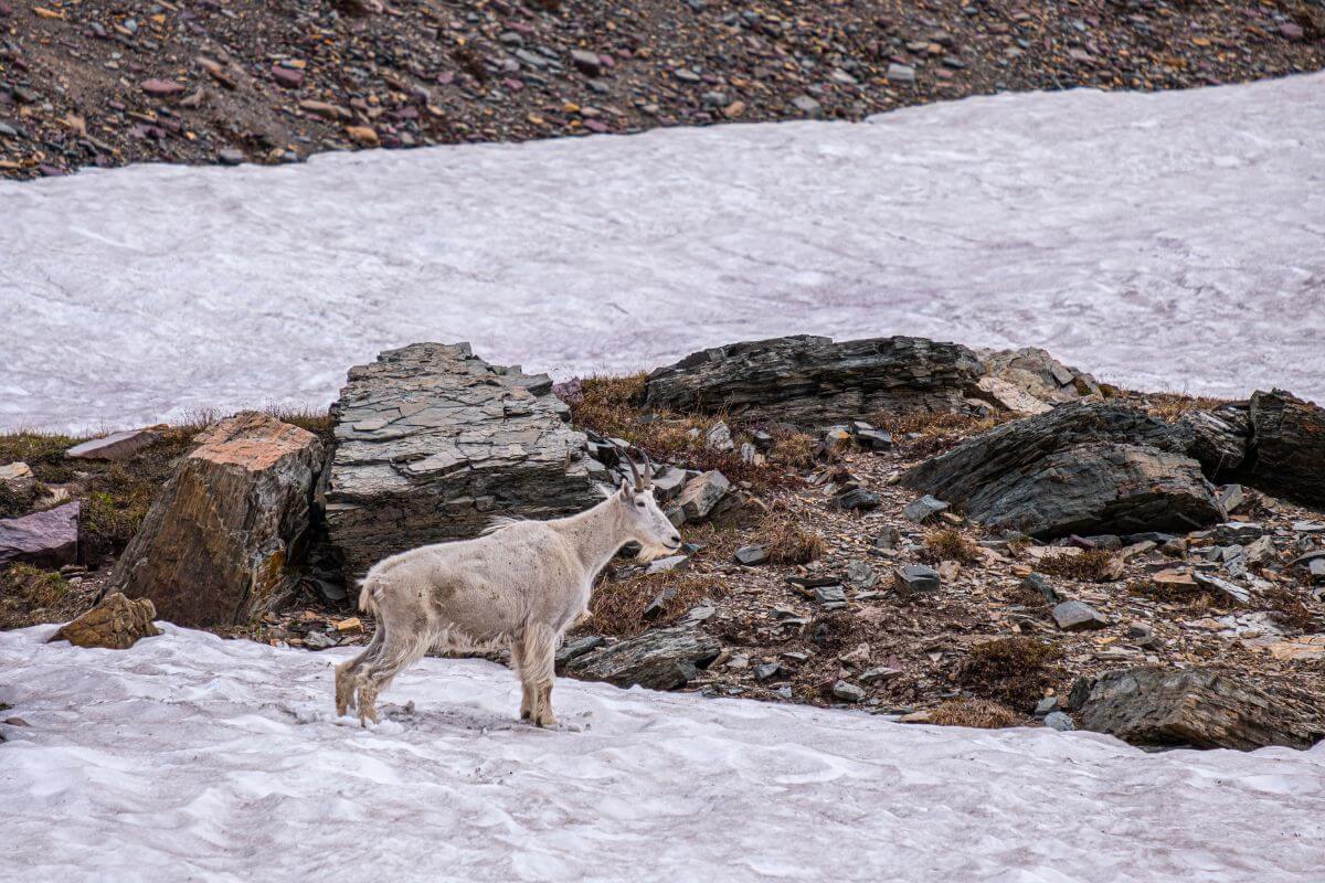 A Montana mountain goat traverses a snowy landscape with rocky outcrops.