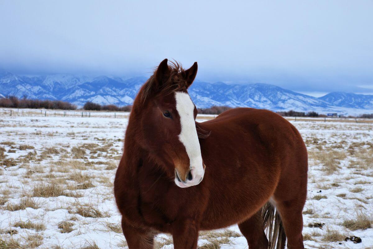 A chestnut Montana mountain horse with a white blaze on its face stands in a snowy field.