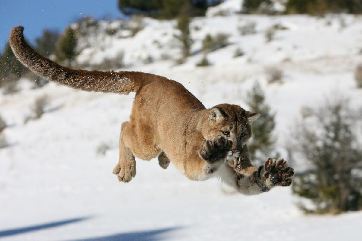 A Montana mountain lion in mid-leap over a snowy landscape, with its body fully extended, paws reaching forward, and tail outstretched.
