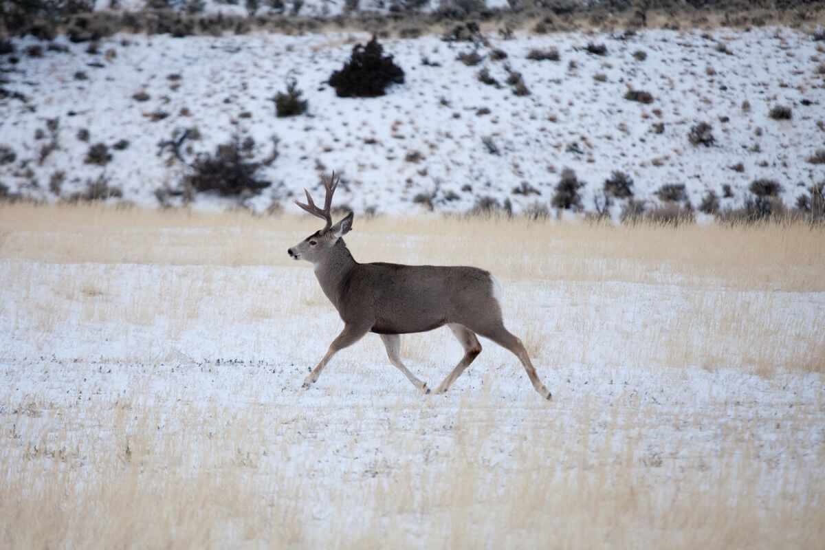 A mule deer with prominent antlers trots across a snowy Montana landscape.