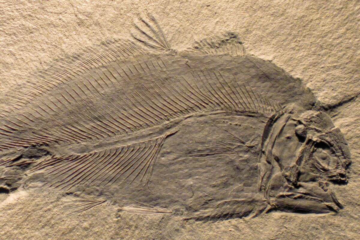 A fossilized fish preserved in stone in Montana.