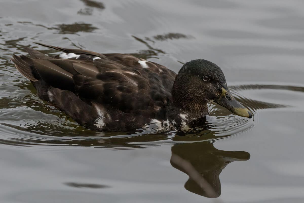 A Mallard seen swimming in the water during a duck hunting trip to Montana